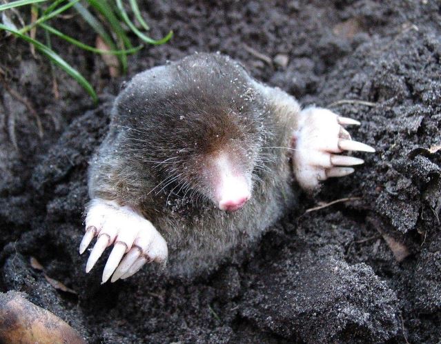 Dreaming of a mole appearing underground : 5 Main Meanings Explained