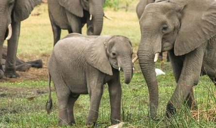 Dream of baby elephant death : 5 Main Meanings Explained
