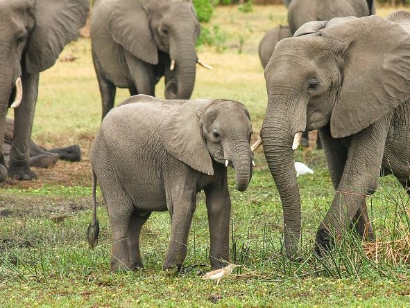 Dream of baby elephant death : 5 Main Meanings Explained