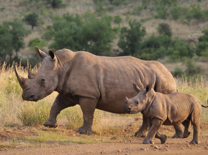 Dream about rhinoceros : 5 Main Meanings Explained