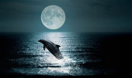 Dream about dolphins : 5 Main Meanings Explained