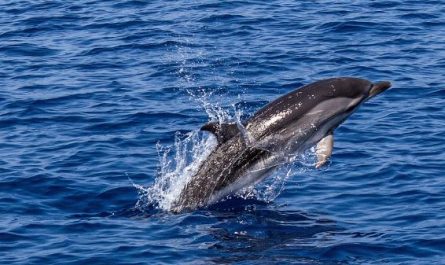 dream of Catching a dolphin : 5 Main Meanings Explained