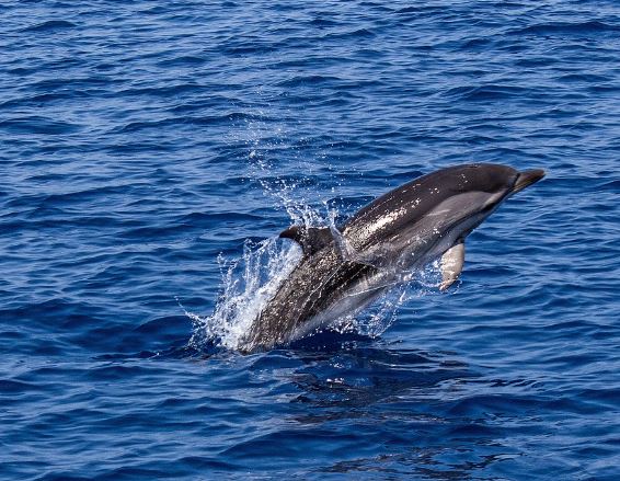 dream of Catching a dolphin : 5 Main Meanings Explained