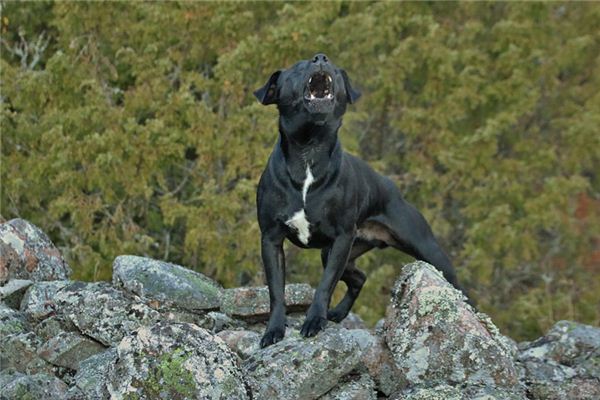 De spirituele betekenis van dromen van blaffende honden