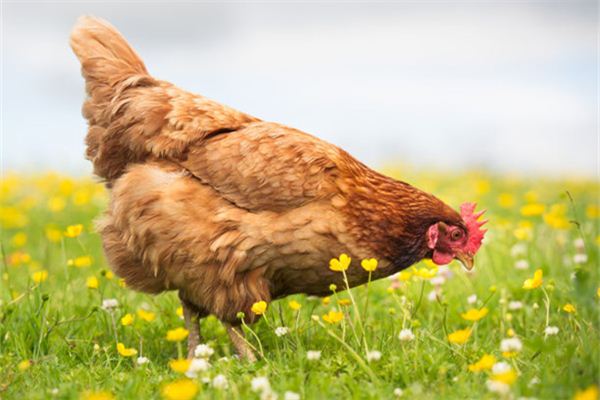 De spirituele betekenis van dromen over het kopen en verkopen van kippen