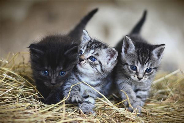 Wat betekent het om te dromen van een kat die een kitten baart?