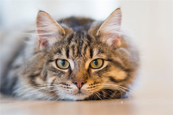 Wat betekent dromen over het doden van een kat?
