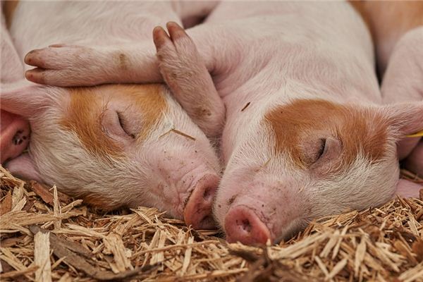 De spirituele betekenis van dromen van dode varkens