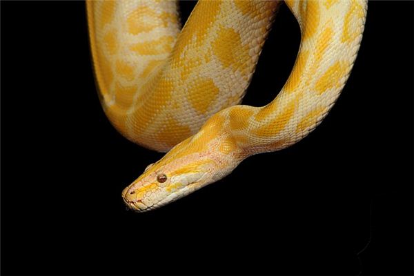 Wat symboliseert dromen over een gouden python?