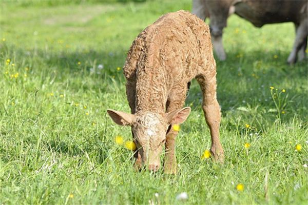 De spirituele betekenis van dromen van kalveren die gras eten
