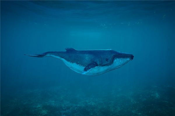 Wat betekent dromen van een walvis?