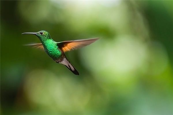 Wat betekent het om te dromen van haarloze vogels