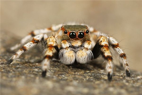 Wat betekent het om te dromen van grote spinnen?