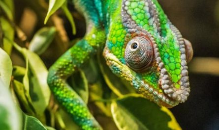 Dromen van Chameleon