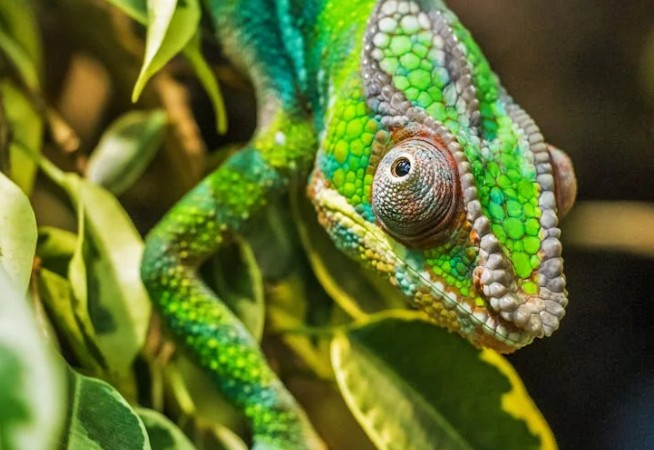 Dromen van Chameleon