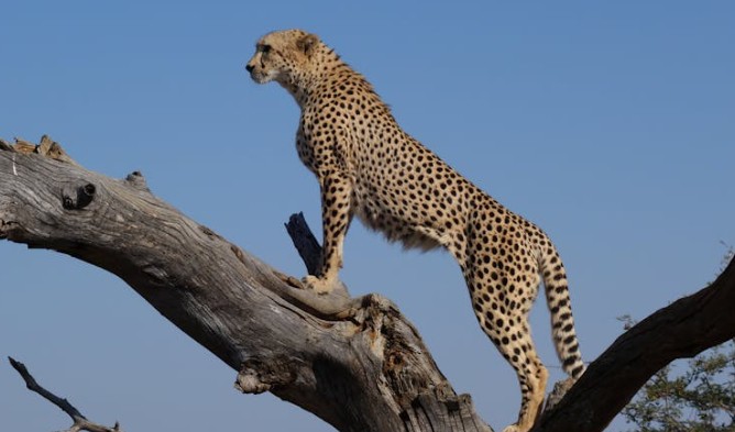 Dromen van een Cheetah