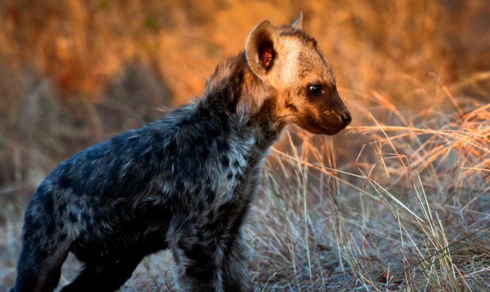 Dromen van een Hyena