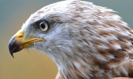 Dromen van een Falcon