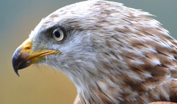 Dromen van een Falcon