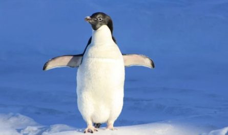 Dromen van Pinguins