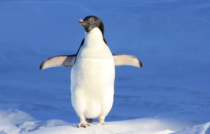 Dromen van Pinguins