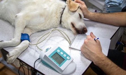 Dream about a veterinarian