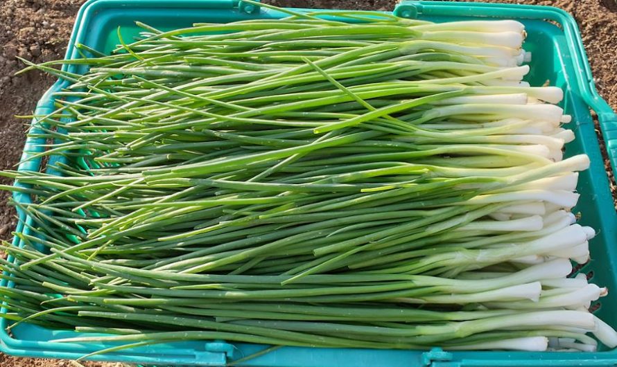 Dream about shallots: 33 Main Meanings Explained