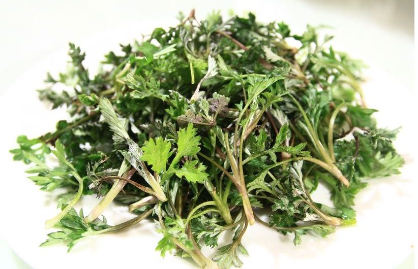 Dream about wormwood: 16 Main Meanings Explained