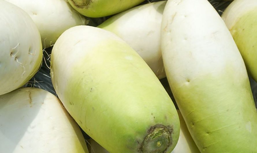 Dreaming of a large radish: 27 main meanings explained