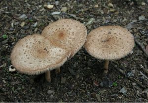 Dream about picking mushrooms: 12 main meanings explained