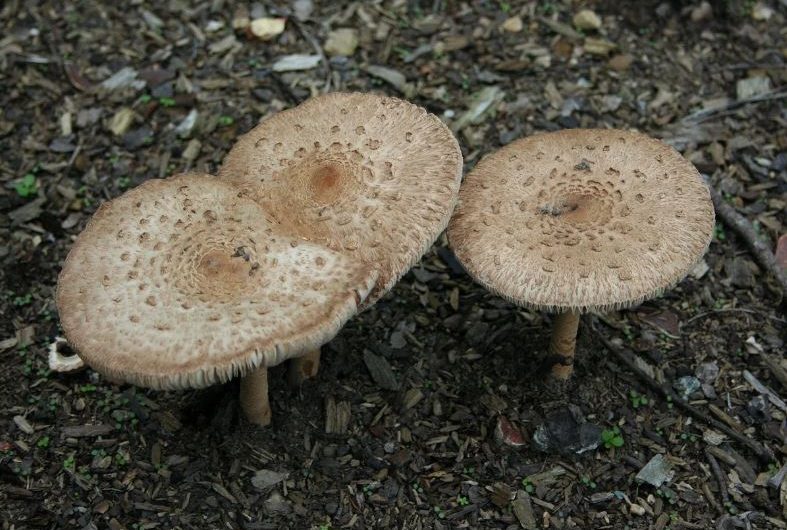 Dream about picking mushrooms: 12 main meanings explained