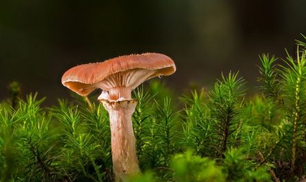 Dream about receiving mushrooms: 7 main meanings explained