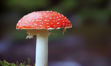 Dream about red mushrooms: 7 main meanings explained