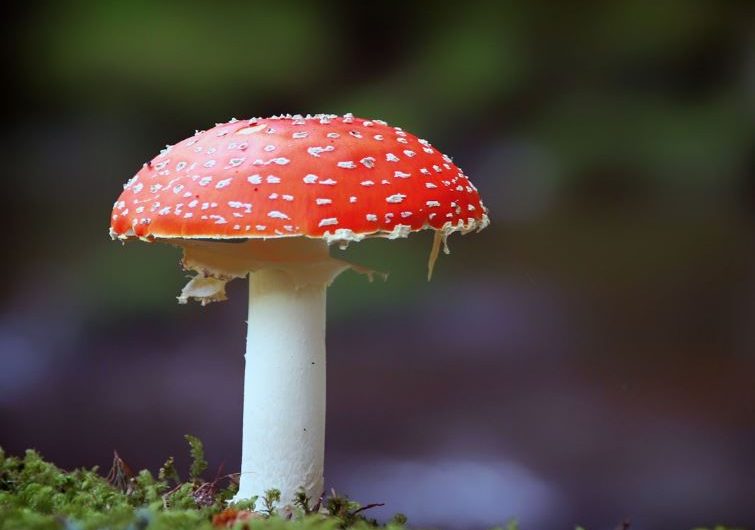 Dream about red mushrooms: 7 main meanings explained