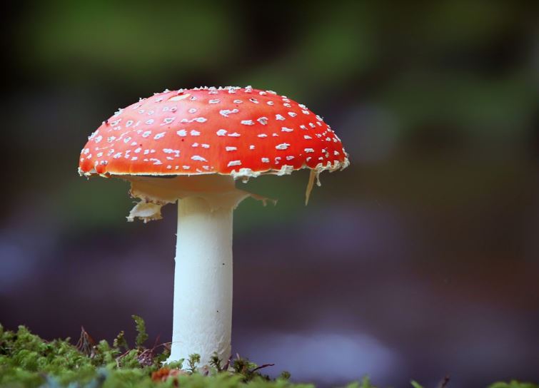Dream about red mushrooms: 7 main meanings explained