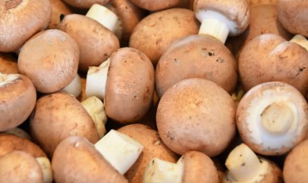 Dream about mushrooms: 13 main meanings explained