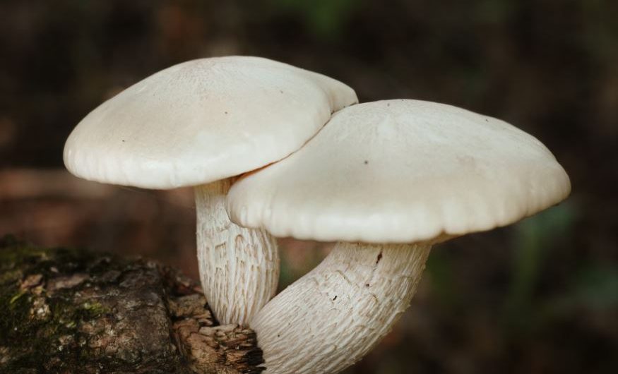 Dream about white mushrooms: 6 main meanings explained