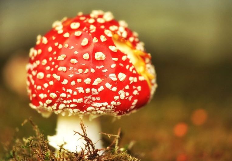 Dream about poisonous mushrooms: 8 main meanings explained