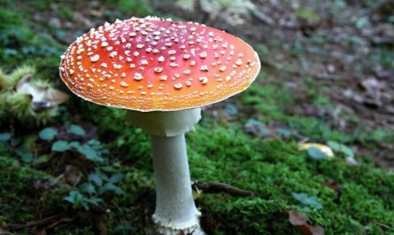 Dream about eating poisonous mushrooms: 5 main meanings explained