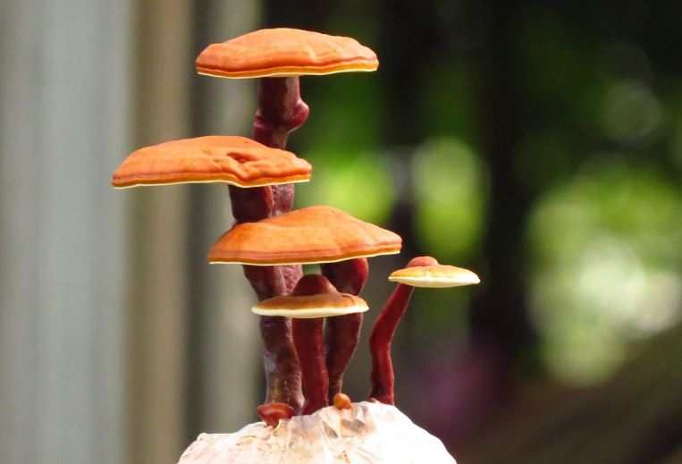 Dream about picking reishi: 5 main meanings explained