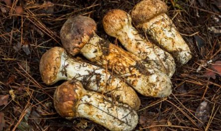 Dream about matsutake mushrooms: 20 main meanings explained