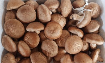 Dreaming of shiitake mushrooms: 19 main meanings explained