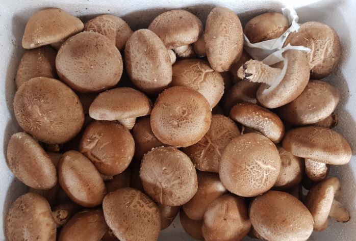 Dreaming of shiitake mushrooms: 19 main meanings explained