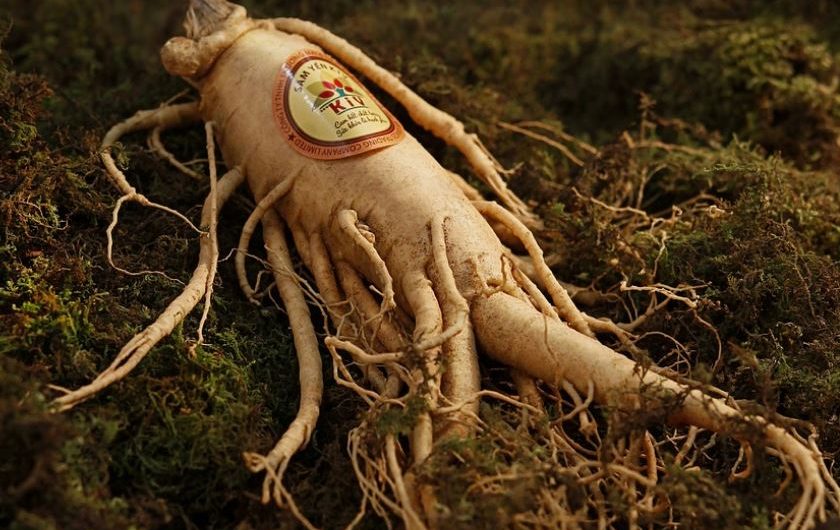 Dream about eating fresh ginseng: 16 main meanings explained