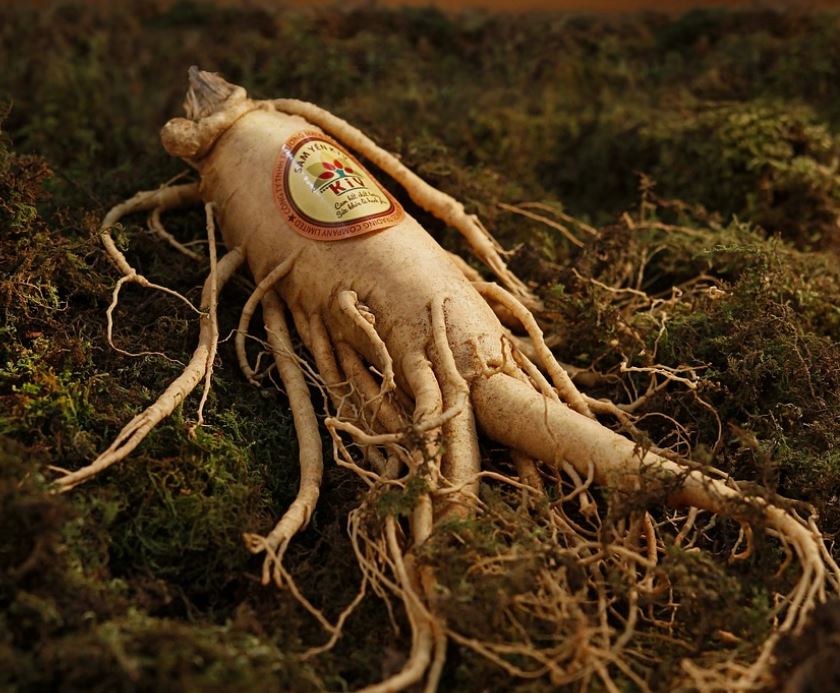 Dream about eating fresh ginseng: 16 main meanings explained