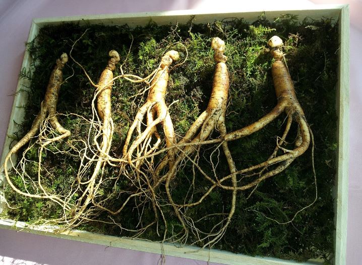 Dream about finding and eating wild ginseng: 13 main meanings explained