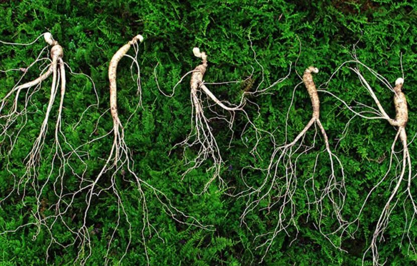 Dream about finding wild ginseng: 13 main meanings explained