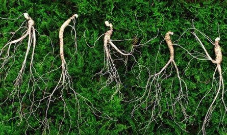 Dream about finding wild ginseng: 13 main meanings explained