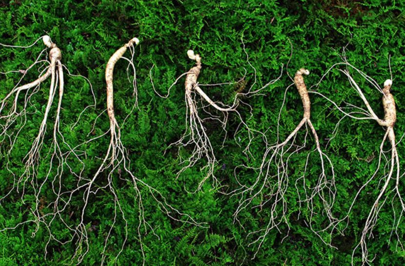 Dream about finding wild ginseng: 13 main meanings explained
