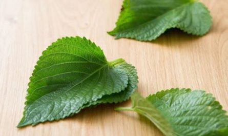 Dream of picking sesame leaves: 14 main meanings explained